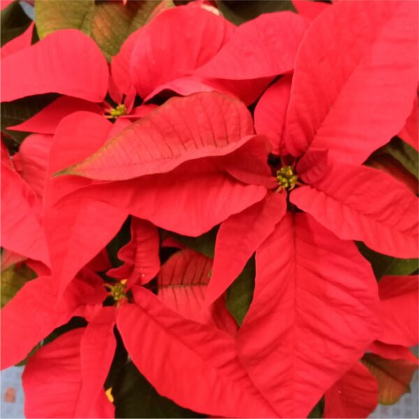 Close up image of a large red Poinsettia. Makes an impressive gift for the holidays.